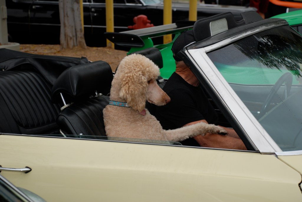"Poodle with attitude" _ as a passenger_Cars&Coffee/Irvine_August 25, 2012