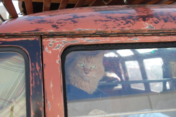 Sealing Wax red & Chestnut brown bus w/OG paint_rear view w/ cat in back window_OCTO Winter meet_Long Beach , CA_February 8, 2014 Sealing Wax red & Chestnut brown bus w/OG paint_rear view w/ cat in back window_OCTO Winter meet_Long Beach , CA_February 8, 2014